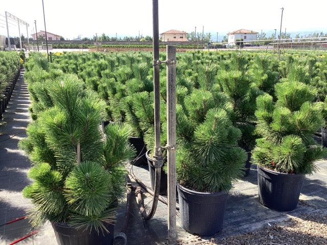 Pin japonez negru "Thunderhead" / Pinus thunbergii "Thunderhead" /