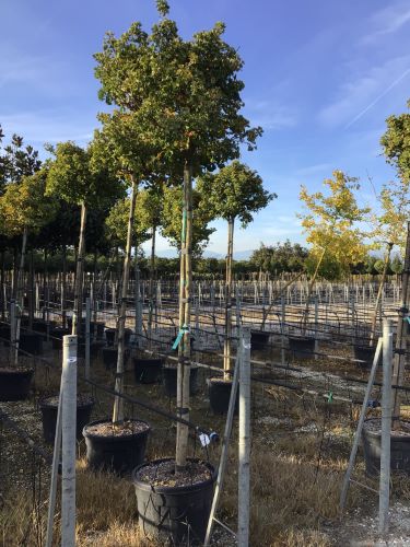Arborele pagodelor "Mariken" 2.50 - 3.00 m / Ginko biloba "Mariken" /