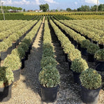 Salba japoneza" Elegant Aureus "/ "Bravo" minge 0.30 -0.50 m / Euonymus jap. "Elegant Aureus"/ - Gradina Noastra