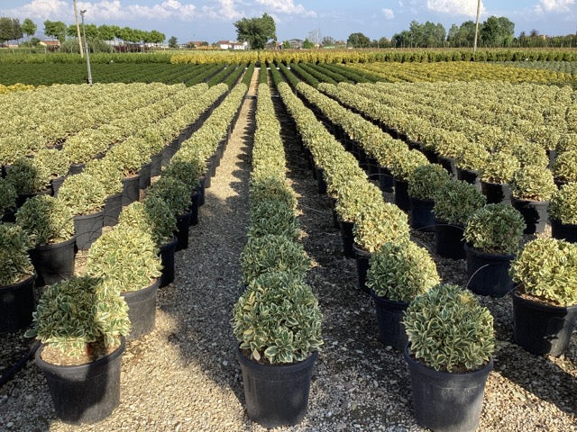 Salba japoneza" Elegant Aureus "/ "Bravo" minge 0.30 -0.50 m / Euonymus jap. "Elegant Aureus"/ - Gradina Noastra