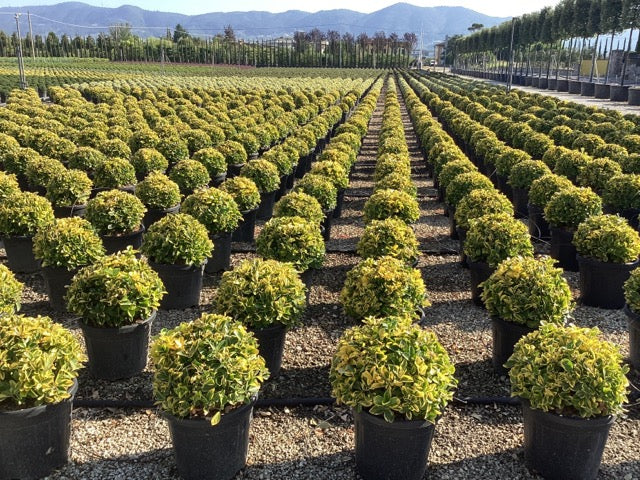 Salba japoneza" Elegant Aureus "/ "Bravo" minge 0.30 -0.50 m / Euonymus jap. "Elegant Aureus"/ - Gradina Noastra