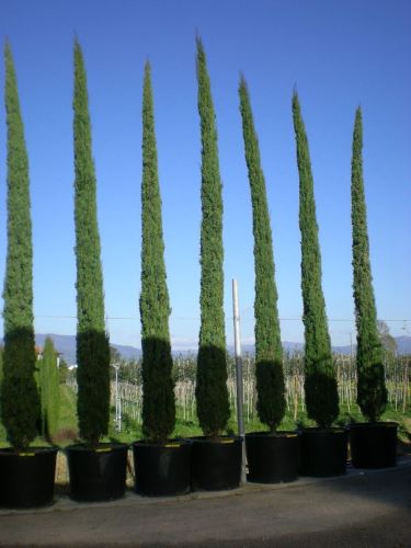 Chiparos de Italia 5.00 - 6.00 m / Cupressus sempervirens "Pyramidalis" /
