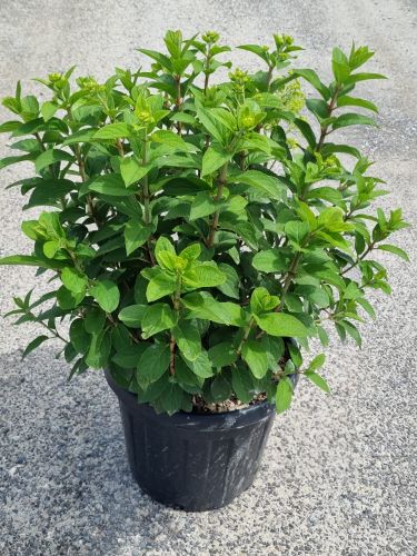 Hortensia paniculata "Phantom" este o plantă viguroasă, perfectă pentru grădini și spații exterioare elegante.