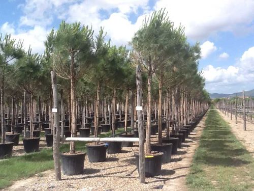 Pin mediteraneean 2.50 - 3.00 m / Pinus pinea /