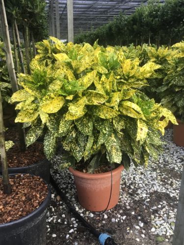 Pom de aur "Crotonifolia Gold" 1.00 - 1.20 m / Aucuba japonica "Crotonifolia Gold" /