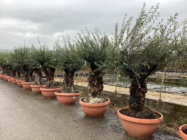 Maslin bonsai 1.50 - 2.00 m / Olea Europaea/