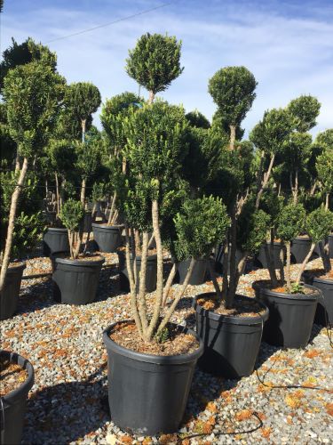 Tisa "Hillii" Pom Pom  1.10 m / Taxus x media "Hillii" /