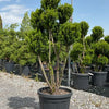 Tisa "Hillii" Pom Pom  1.10 m / Taxus x media "Hillii" /