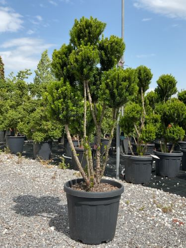 Tisa "Hillii" Pom Pom  1.10 m / Taxus x media "Hillii" /