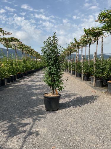 Arbore de stafide "Obelisk" 1.50 - 1.70 m / Amelanchier alnifolia "Obelisk"/