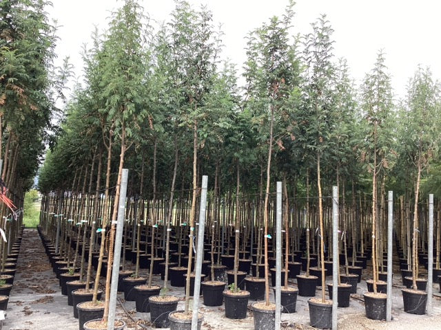 Scorus de munte "Sheerwater Seedling" 3.00 - 4.00 m / Sorbus aucuparia "Sheerwater Seedling"/