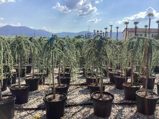 Cedru argintiu curgator 1.25 - 1.50 m / Cedrus atlantica "Glauca Pendula" /