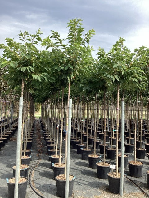 Cires japonez "Shirofugen" 2.00 - 2.50 m / Prunus serrulata "Shirofugen" /