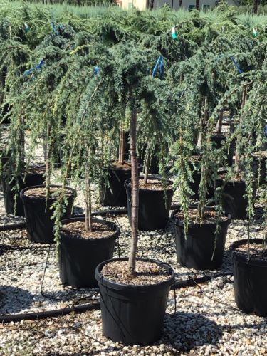 Cedru argintiu curgator 1.25 - 1.50 m / Cedrus atlantica "Glauca Pendula" /
