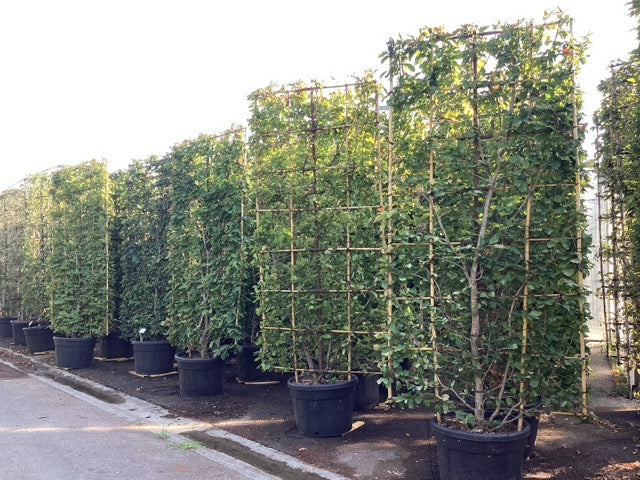 Arborele de Fier Persan palier / Parrotia persica /