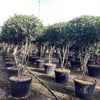 Photinia "Carre Rouge" Multitulpinala 2.00 m / Photinia x fraseri "Carre Rouge"/