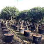 Photinia "Carre Rouge" Multitulpinala 2.00 m / Photinia x fraseri "Carre Rouge"/