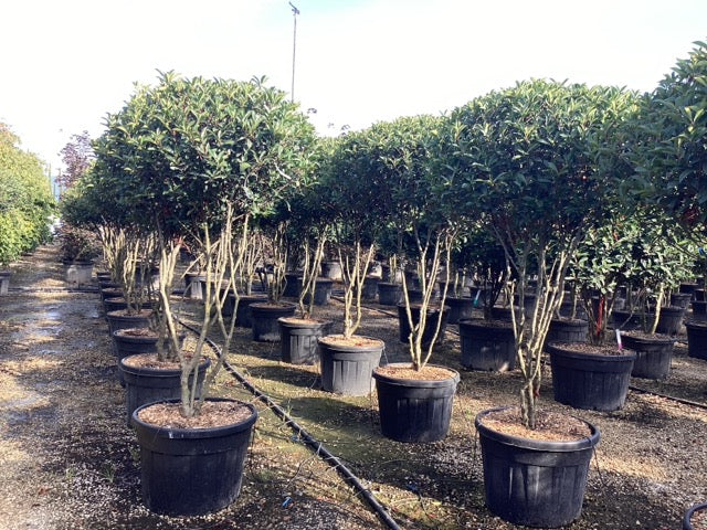 Photinia "Carre Rouge" Multitulpinala 2.00 m / Photinia x fraseri "Carre Rouge"/