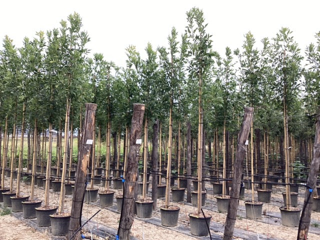 Frasin de Pensilvania 'Cimmzam' 3.50 - 4.00 m / Fraxinus pennsylvanica 'Cimmzam' /