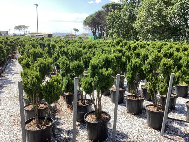 Tisa "Hillii" Pom Pom  1.10 m / Taxus x media "Hillii" /