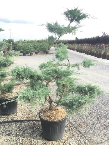 Ienupar "Pfitzeriana Glauca" Bonsai 1.40 - 1.60 m / Juniperus × media "Pfitzeriana Glauca"/