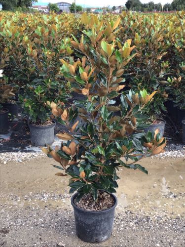 Magnolia vesnic verde "Little Gem" 1.50 - 1.75 m / Magnolia grandiflora "Little Gem" - Gradina Noastra