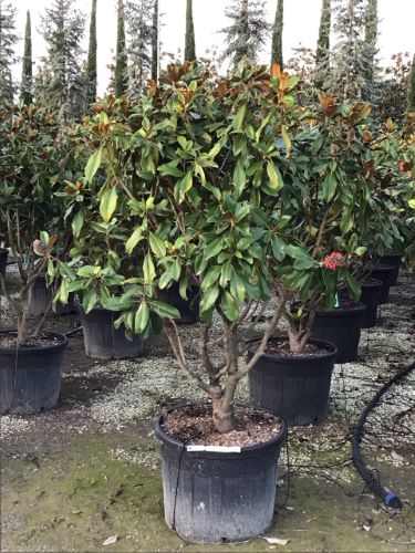 Magnolia vesnic verde "Goliath" multitulpinala / Magnolia grandiflora "Goliath"