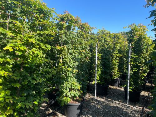 Arborele de Fier Persan palier / Parrotia persica /