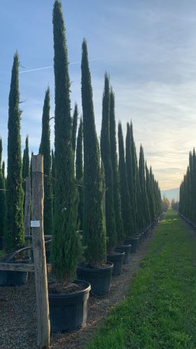 Chiparos de Italia 5.00 - 6.00 m / Cupressus sempervirens "Pyramidalis" /