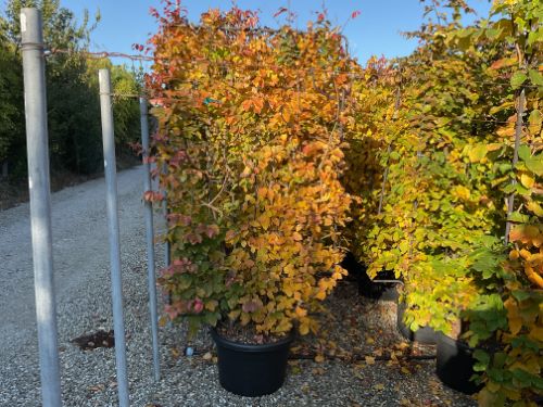 Arborele de Fier Persan palier / Parrotia persica /