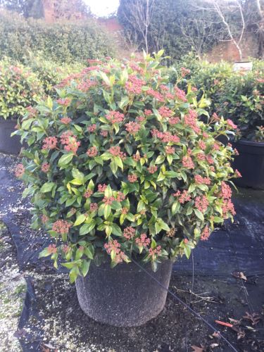 Viburnum tinus "Eve Price" minge / Viburnum tinus "Eve Price"/