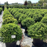 Viburnum tinus "Eve Price" minge / Viburnum tinus "Eve Price"/