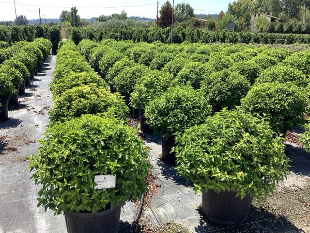 Viburnum tinus "Eve Price" minge / Viburnum tinus "Eve Price"/