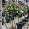 Viburnum tinus "Eve Price" multitulpinal / Viburnum tinus "Eve Price"/
