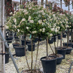 Viburnum tinus "Eve Price" multitulpinal / Viburnum tinus "Eve Price"/