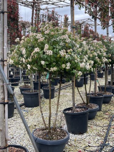 Viburnum tinus "Eve Price" multitulpinal / Viburnum tinus "Eve Price"/