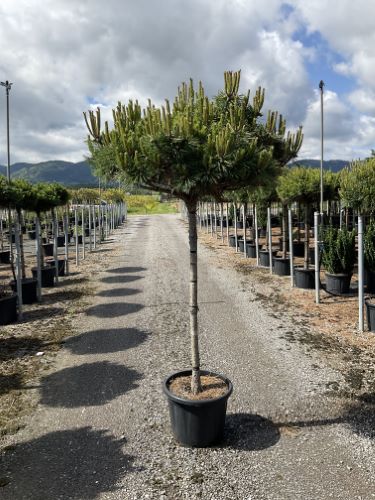 Pin negru "Pierrick Bregeon" pomisor / Pinus nigra "Pierrick Bregeon" /