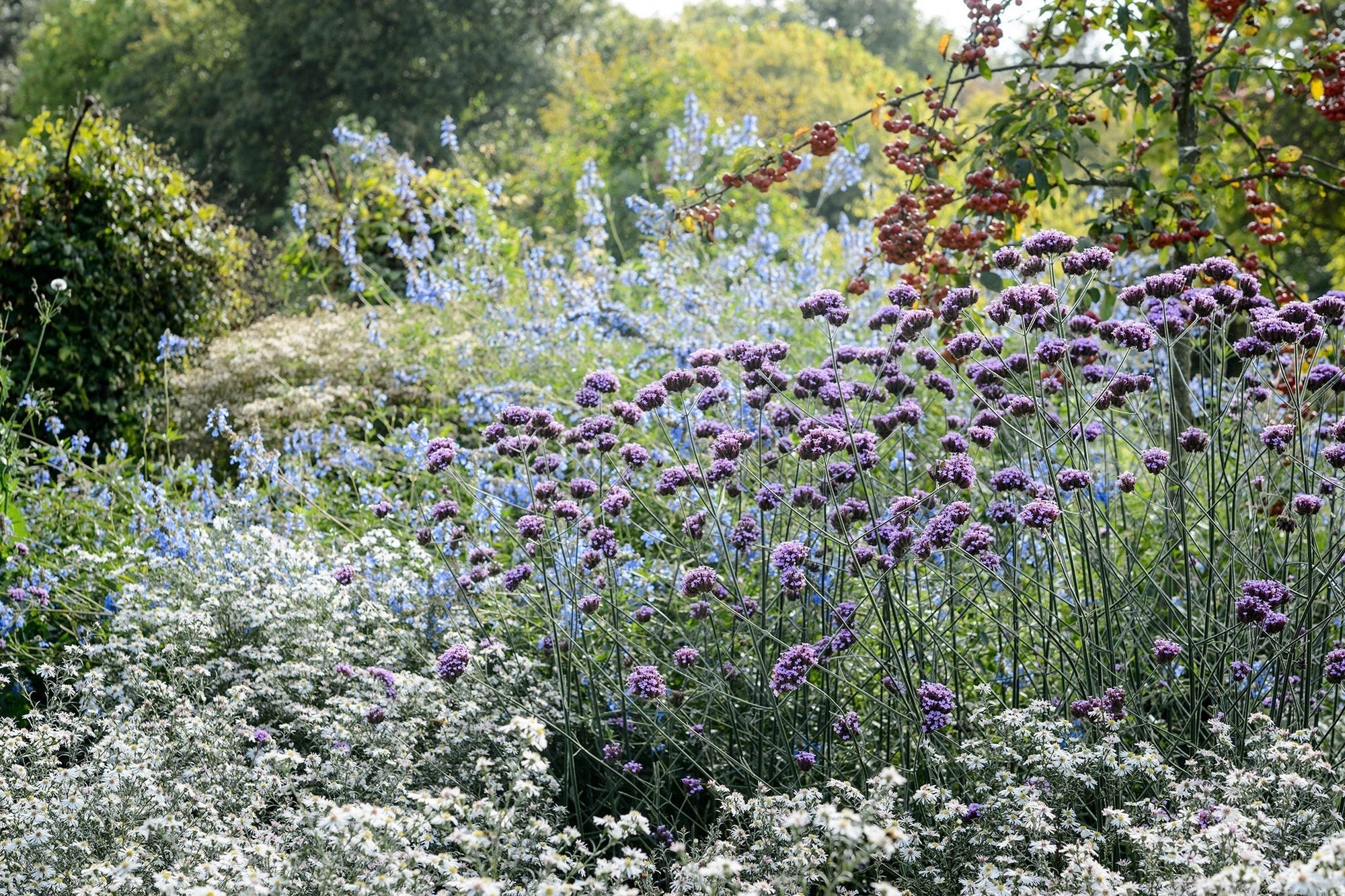 Verbena bonariensis 0.30 - 0.40 m