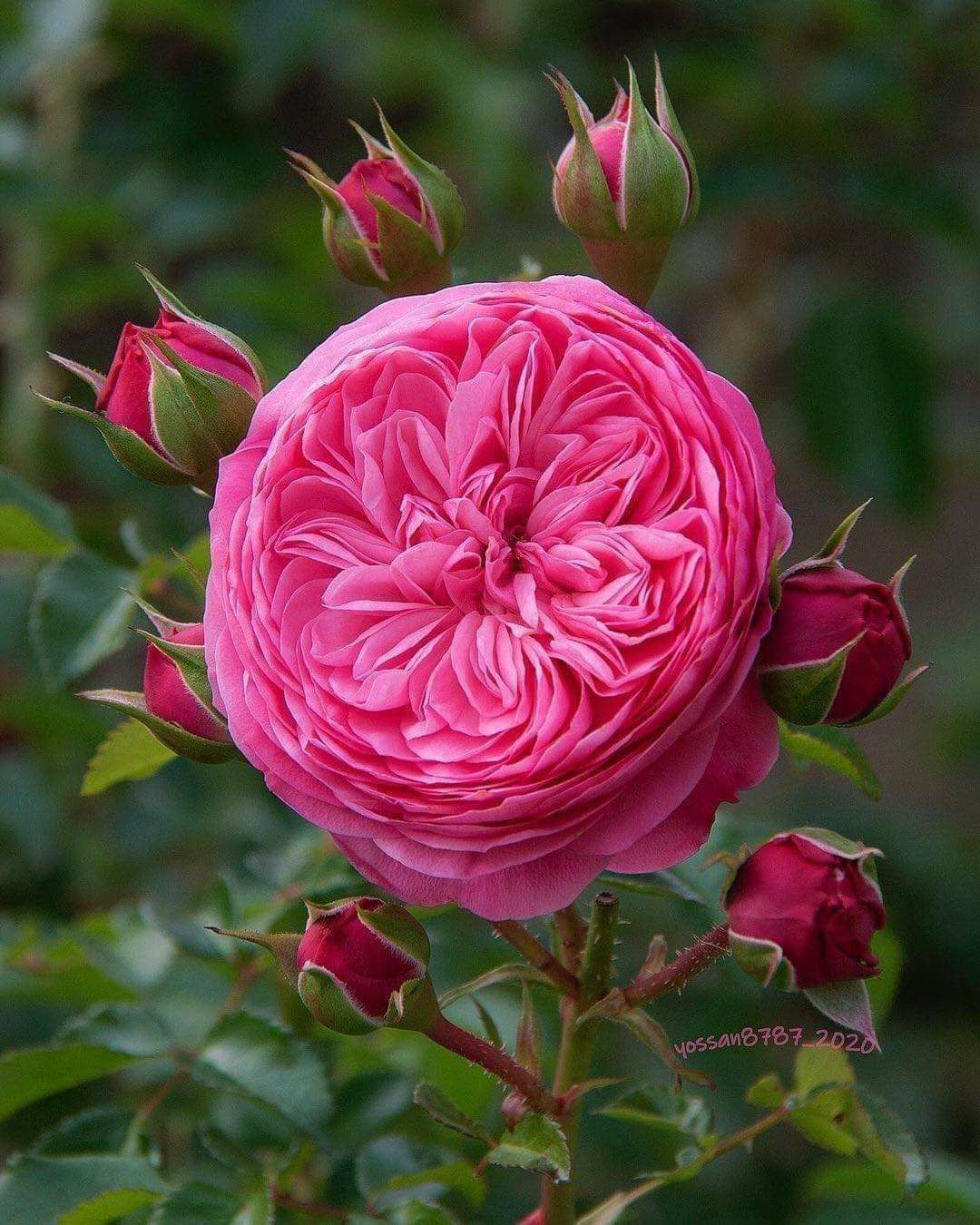 Trandafir pe picior "Leonardo Da Vinci" 1.20 - 1.30 m (Rosa "Leonardo Da Vinci"