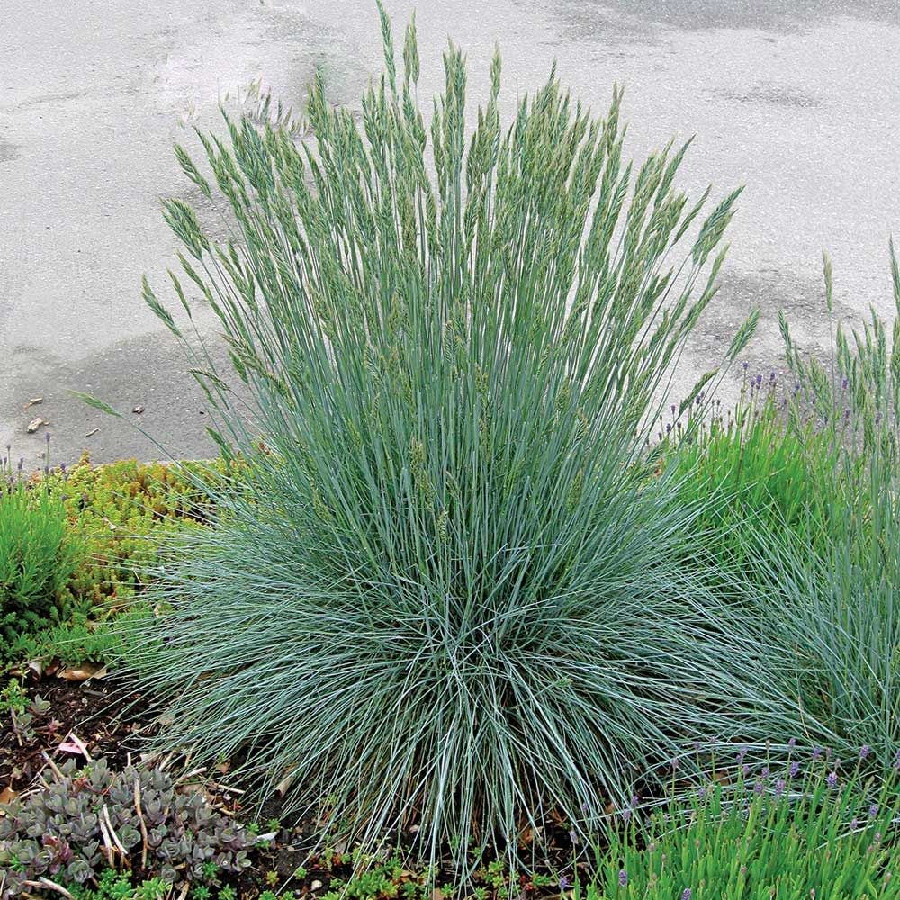 Festuca "Cool as ice"