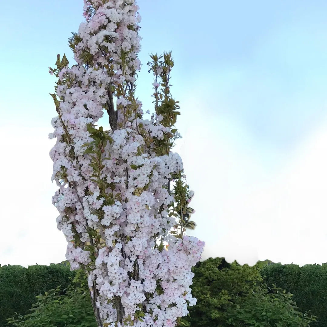 Cires japonez "Amanogawa" 2.00 - 2.50 m / Prunus serrulata "Amanogawa" /