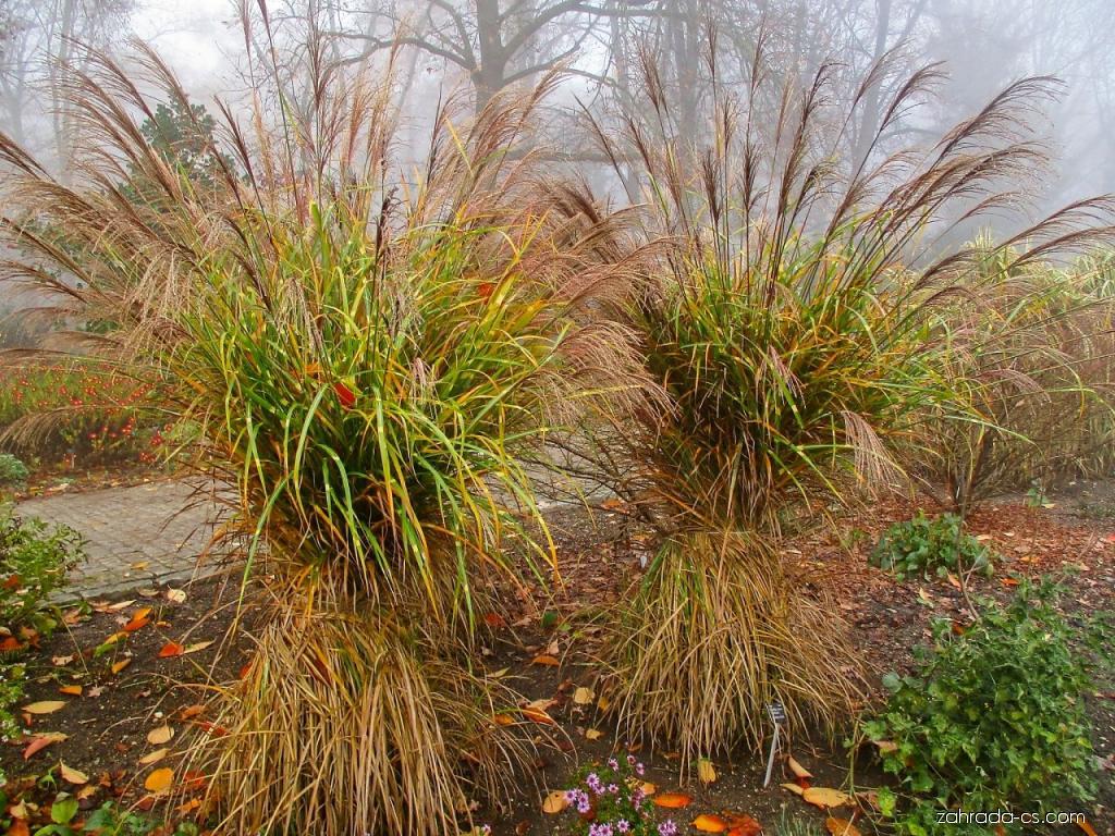 Iarba elefantului "Punktchen" 0.20 - 0.30 m / Miscanthus sinensis "Punktchen" /