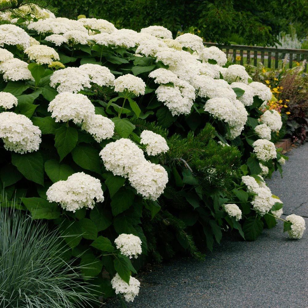 Hortensia "Strong Annabelle" 0.20 - 0.30 m / Hydrangea arborescens "Strong Annabelle"/