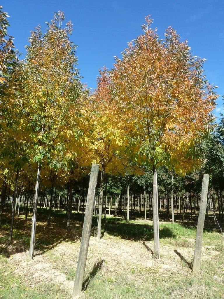 Frasin de Pensilvania 'Cimmzam' 3.50 - 4.00 m / Fraxinus pennsylvanica 'Cimmzam' /