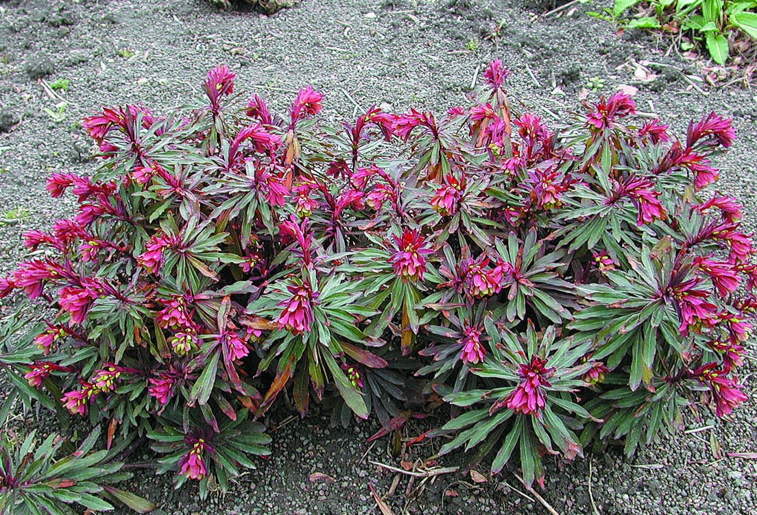 Euphorbia amygdaloides "Purpurea"