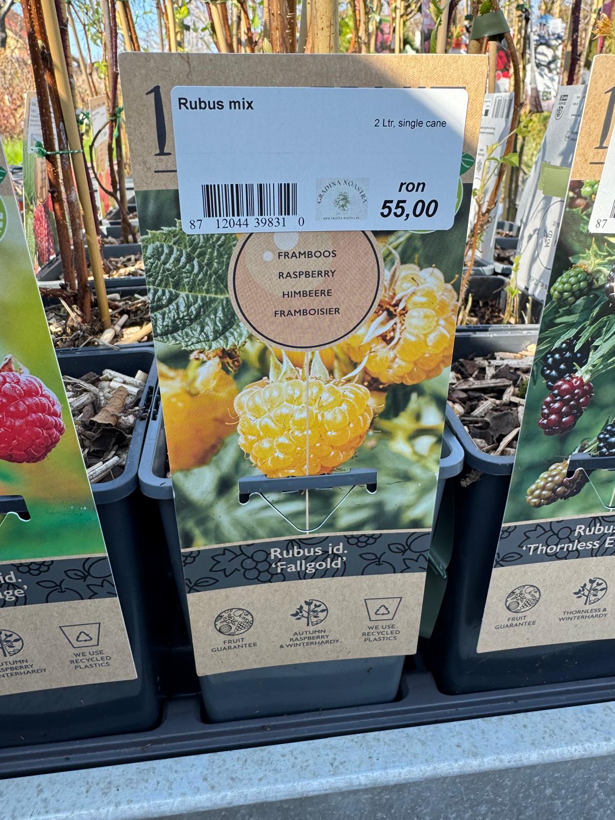Zmeur mix 0.40 -0.50 m / Rubus mix /