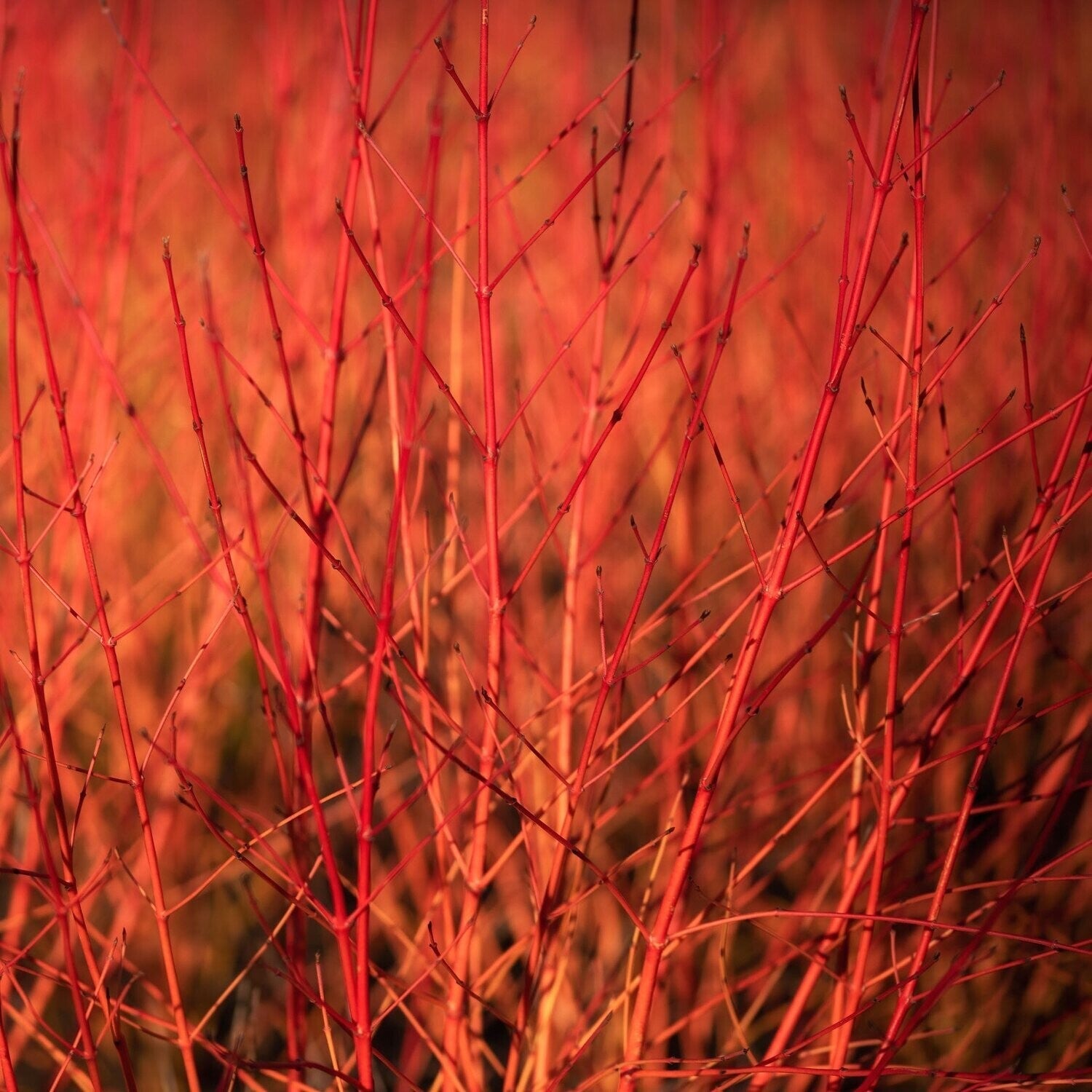 Sanger "Anny's Winter Orange" 0.30 - 0.50 m / Cornus sanguinea "Anny's Winter Orange"/