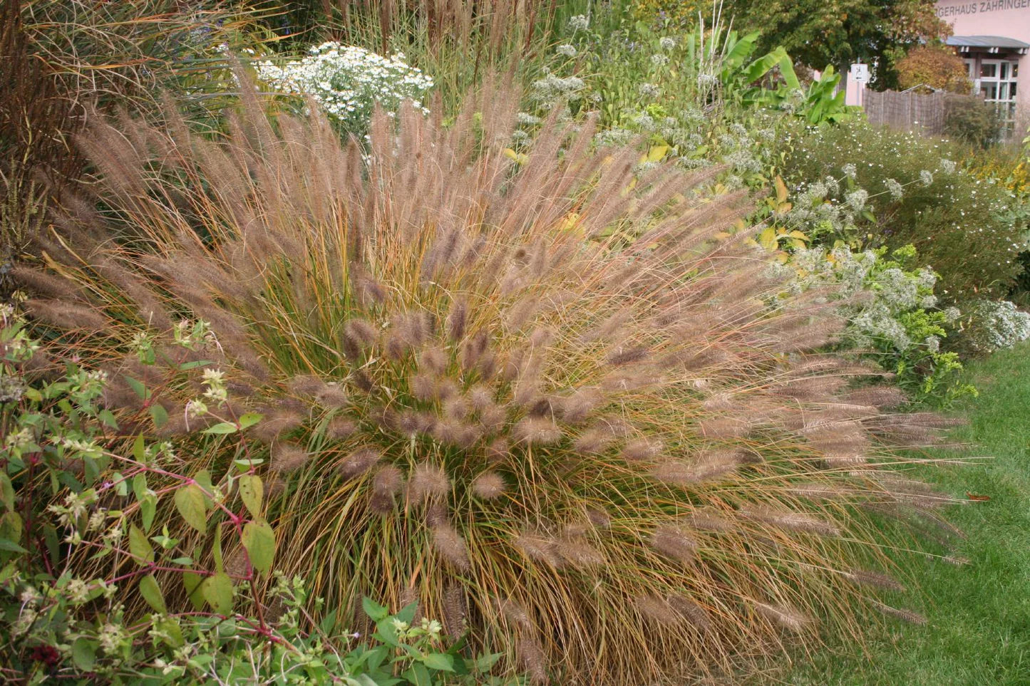 Pennisetum alopecuroides "Compressum" 0.10 - 0.20 m