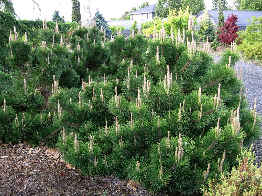 Pin japonez negru "Thunderhead" / Pinus thunbergii "Thunderhead" /