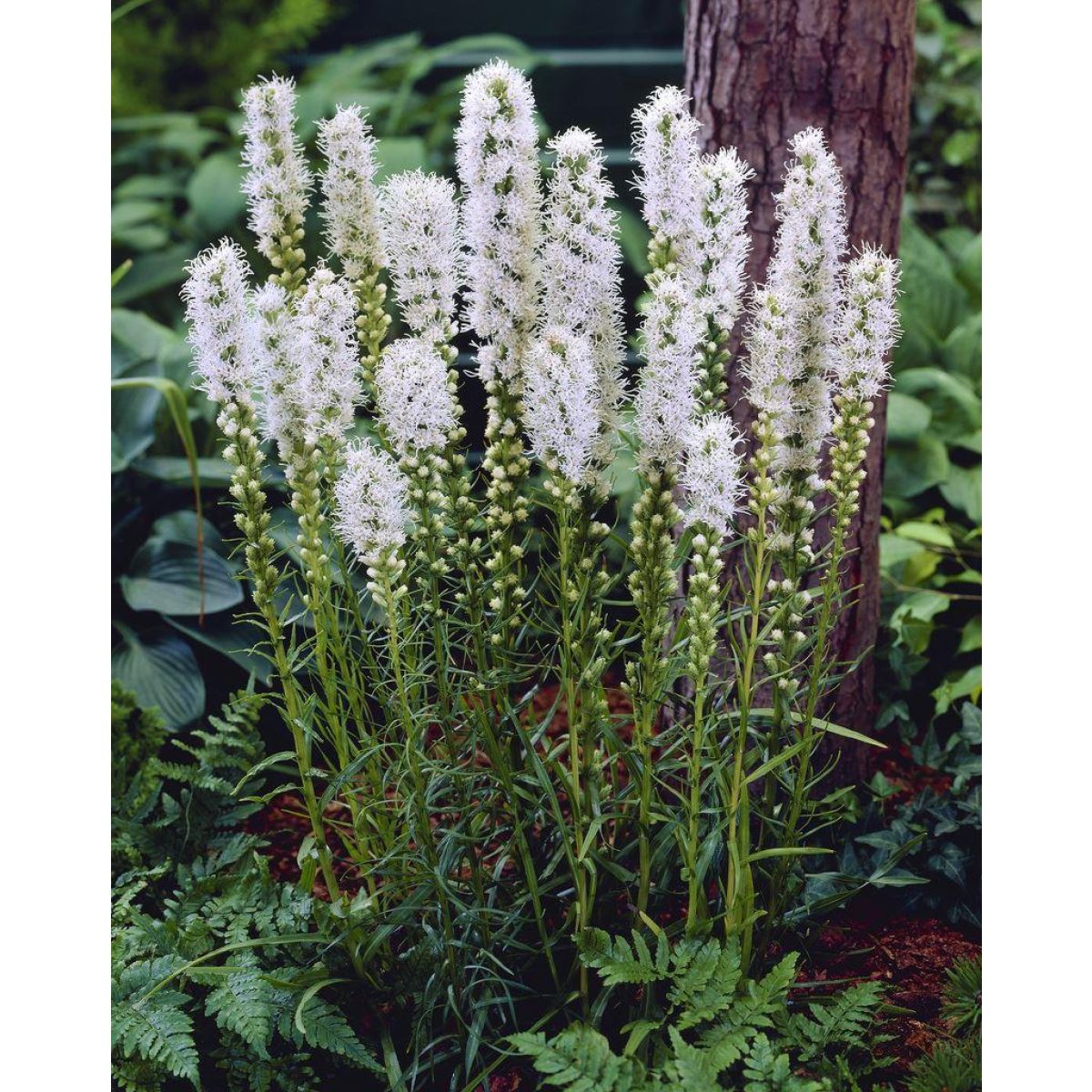 Liatris spicata "Alba"